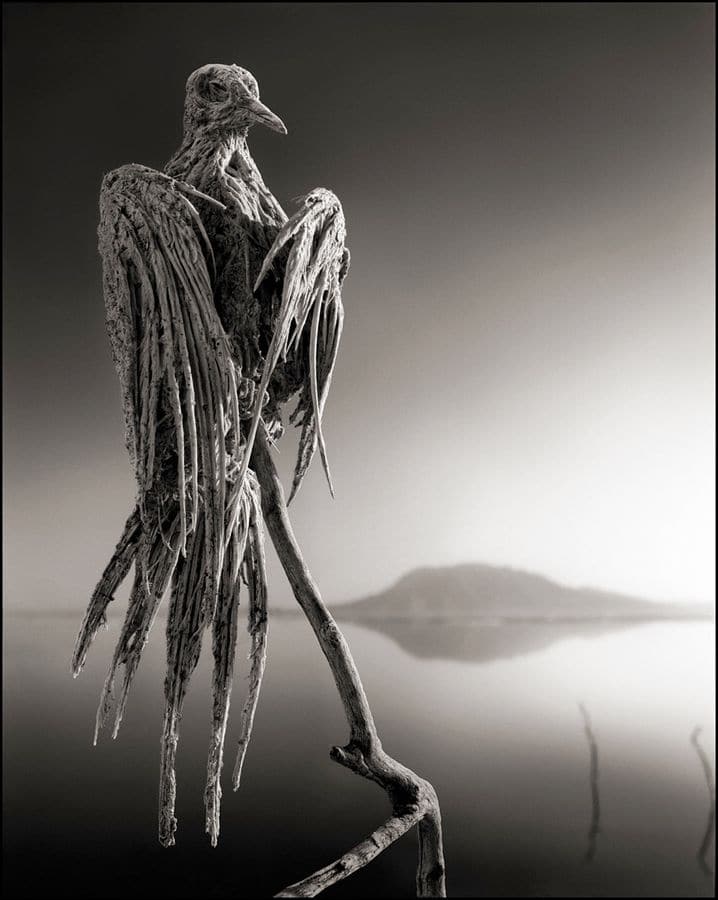 Nick Brandt, Calcified Dove, in Across The Ravaged Land